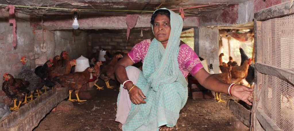 Woman farmer crouching among chickens inside her coop, India.