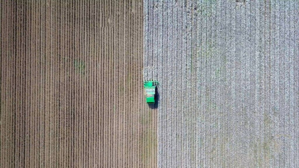 Aerial view of a green harvester cutting through a cotton field.